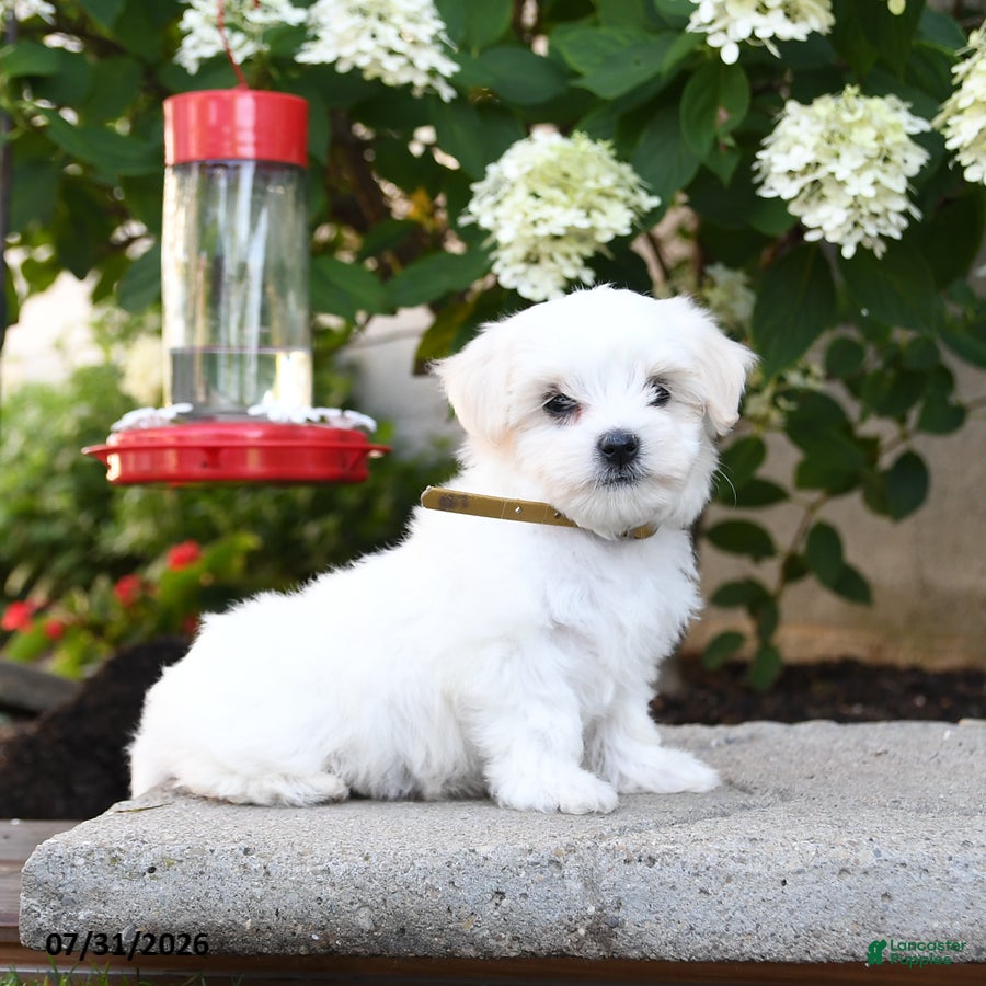 Maltese dogs Beau  - Ad 1