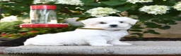 Maltese dogs for sale: Beau  - Ad 1