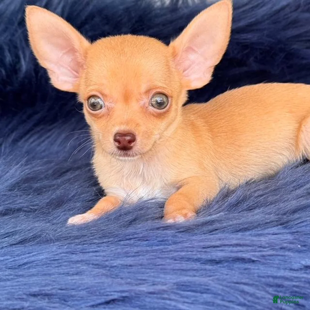 Chihuahua dogs for sale: Chihuahua Puppy 2 - Ad 1