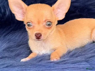 Chihuahua dogs Chihuahua Puppy 2 - Ad 17