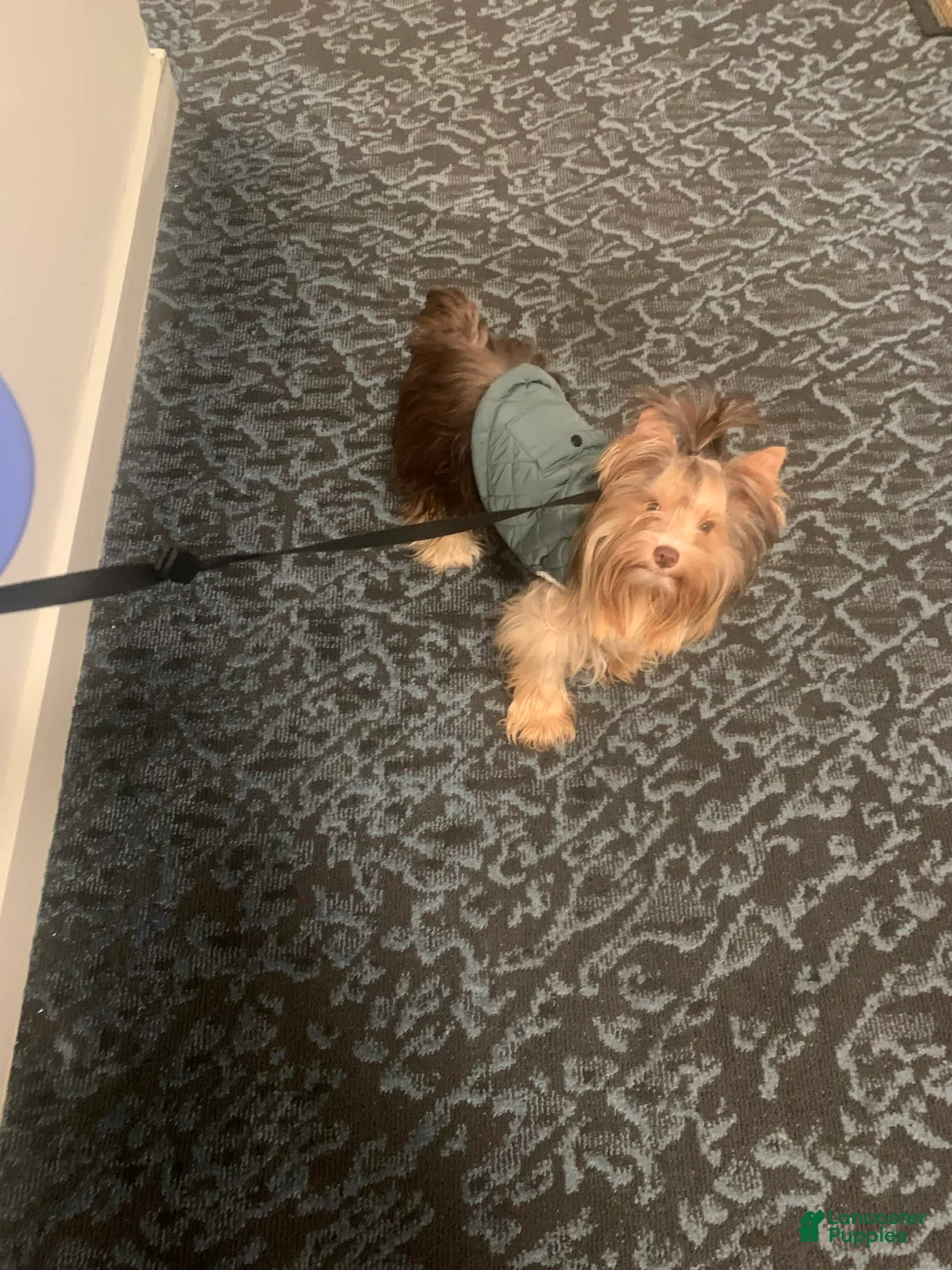 Gallery Image {{count}}