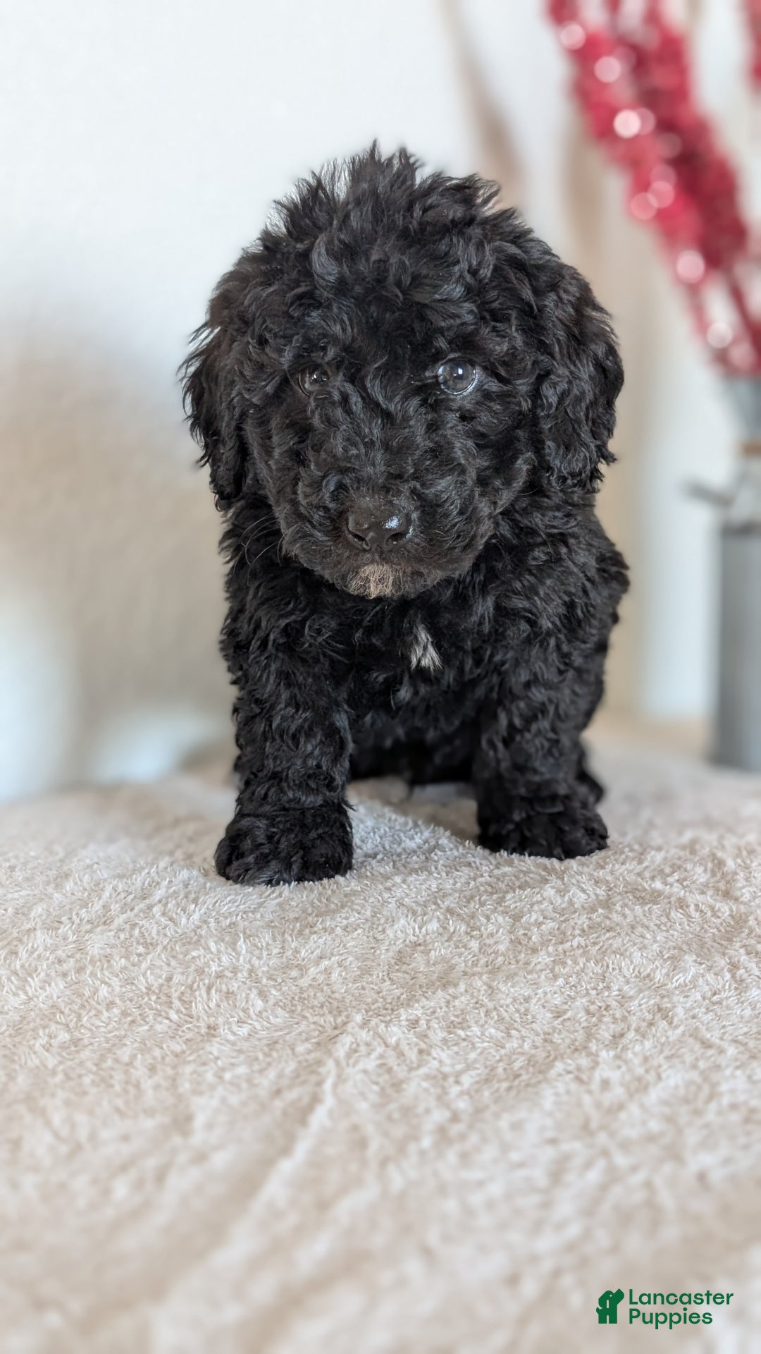 Mini Bernedoodle dogs for sale: Vince - Ad 2