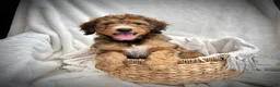 Bernedoodle dogs for sale: Sadie - Ad 7