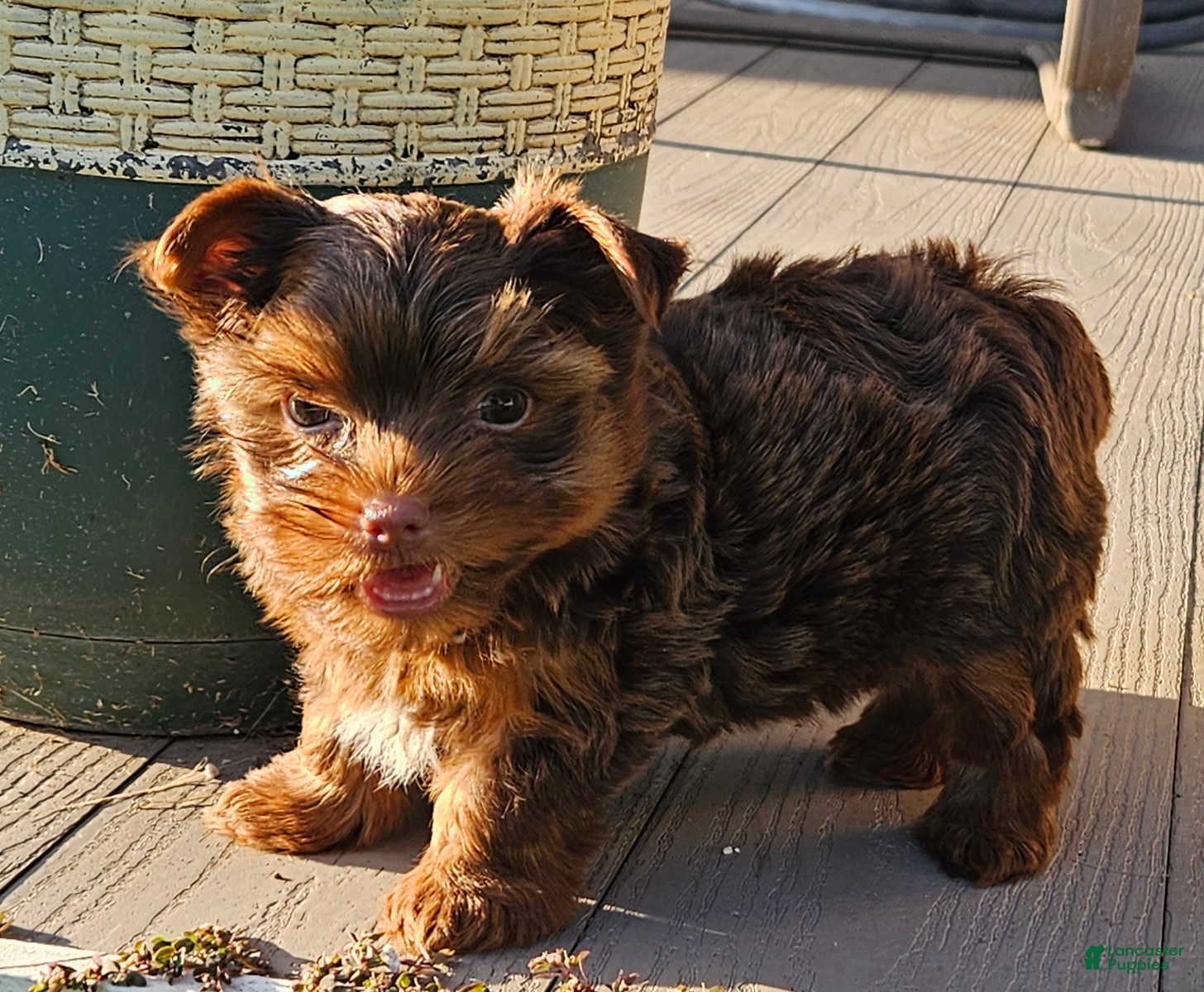 Yorkshire Terrier dogs Yorkshire Terrier 1 - Ad 1