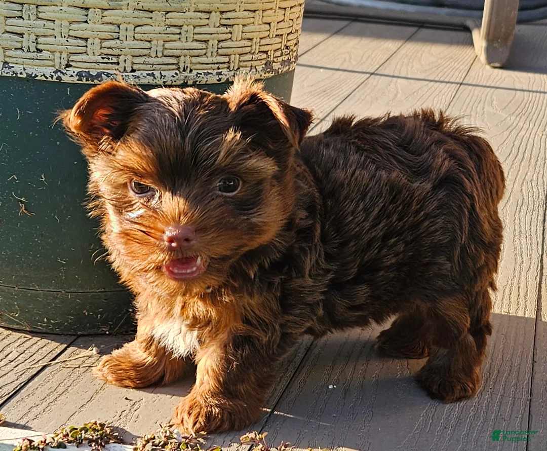 Yorkshire Terrier dogs for sale: Yorkshire Terrier 1 - Ad 1