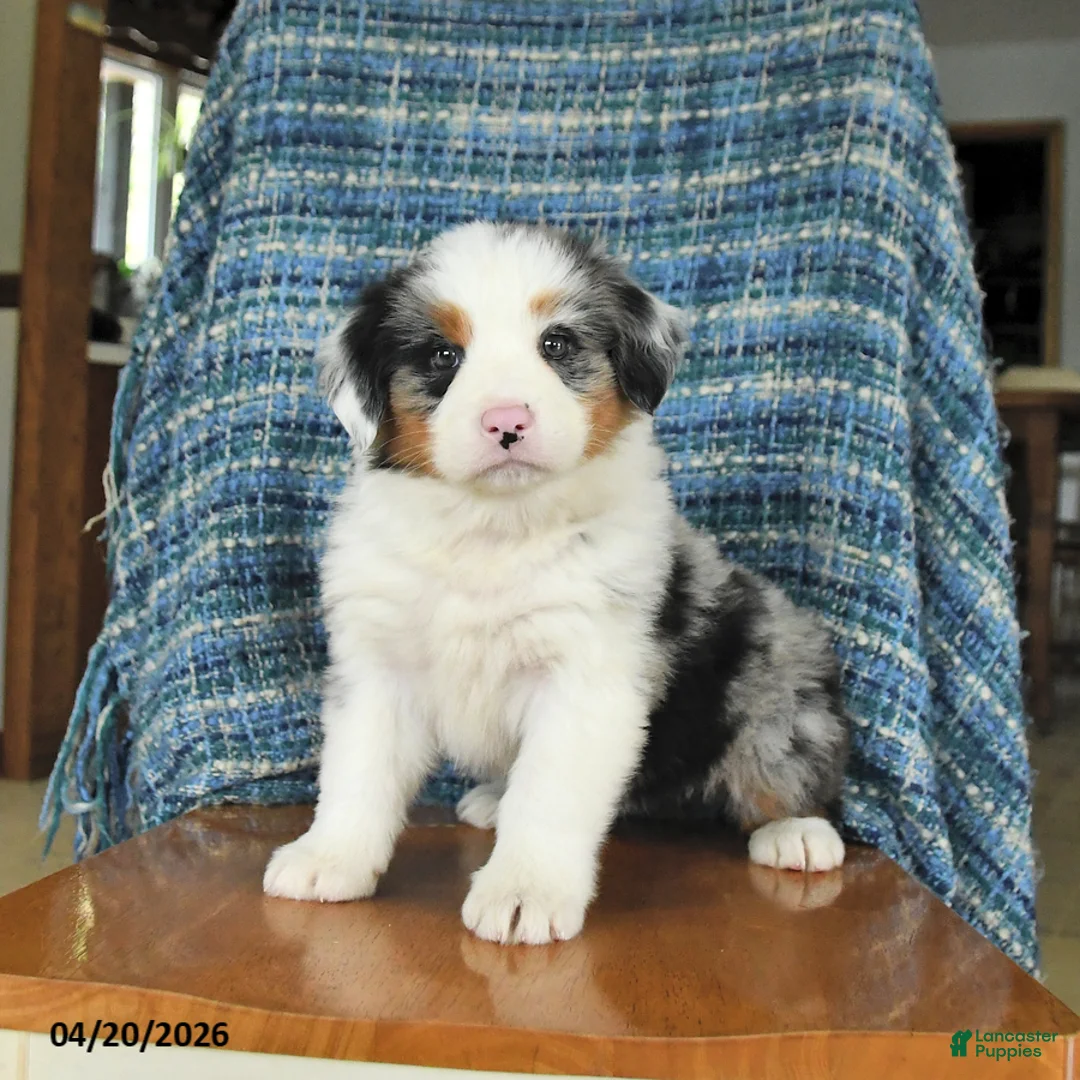 Mixed Breed dogs for sale: Blossom - Ad 2