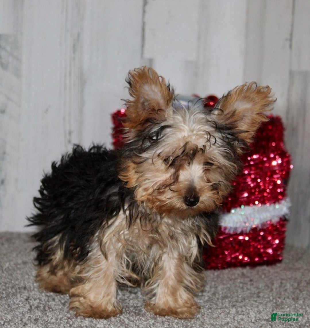 Yorkiepoo dogs for sale: Tucker - Ad 4
