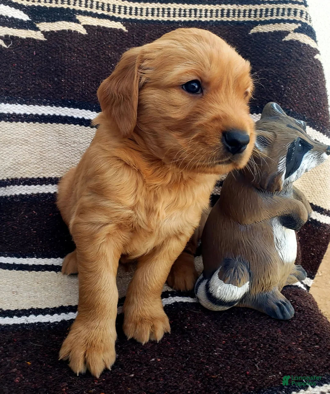 Golden Retriever dogs for sale: Dusty - Ad 1