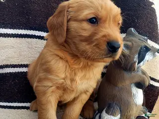 Golden Retriever dogs Dusty - Ad 6