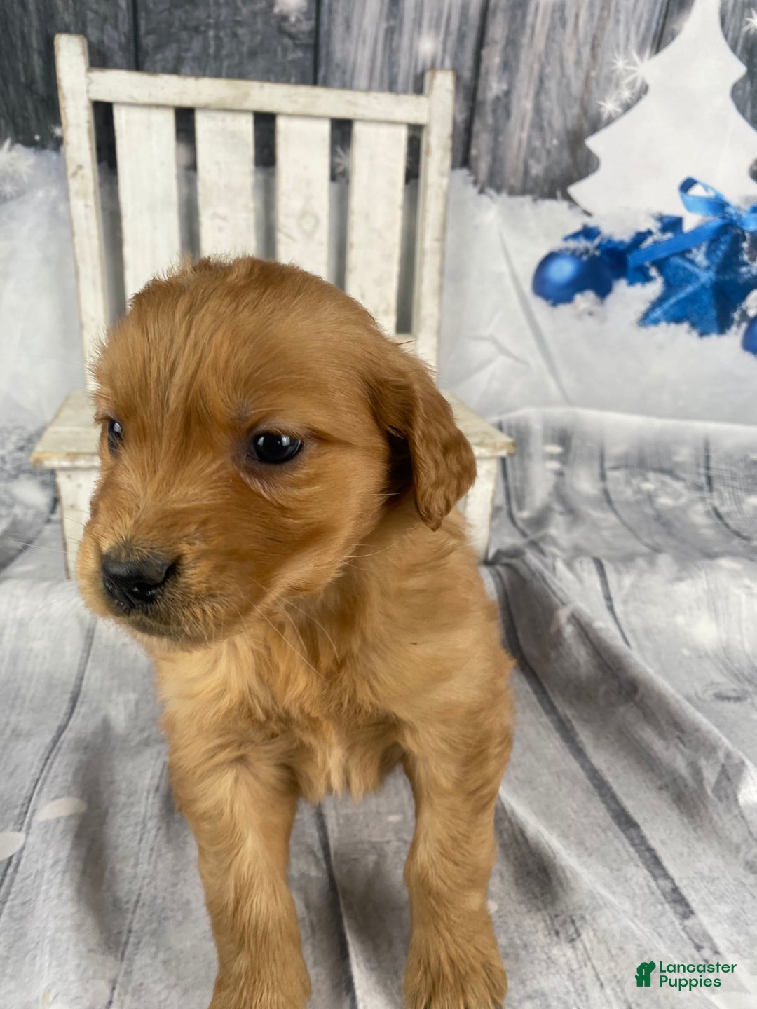 Golden Retriever dogs for sale: Molly - Ad 5