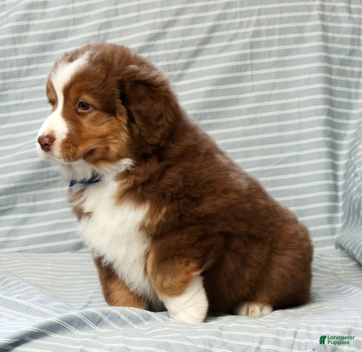 Australian Shepherd dogs for sale: Ranger - Ad 9