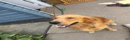 Golden Retriever dogs for sale: Muffin - Ad 10