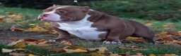 American Bully dogs for sale: American Bully 1 - Ad 4