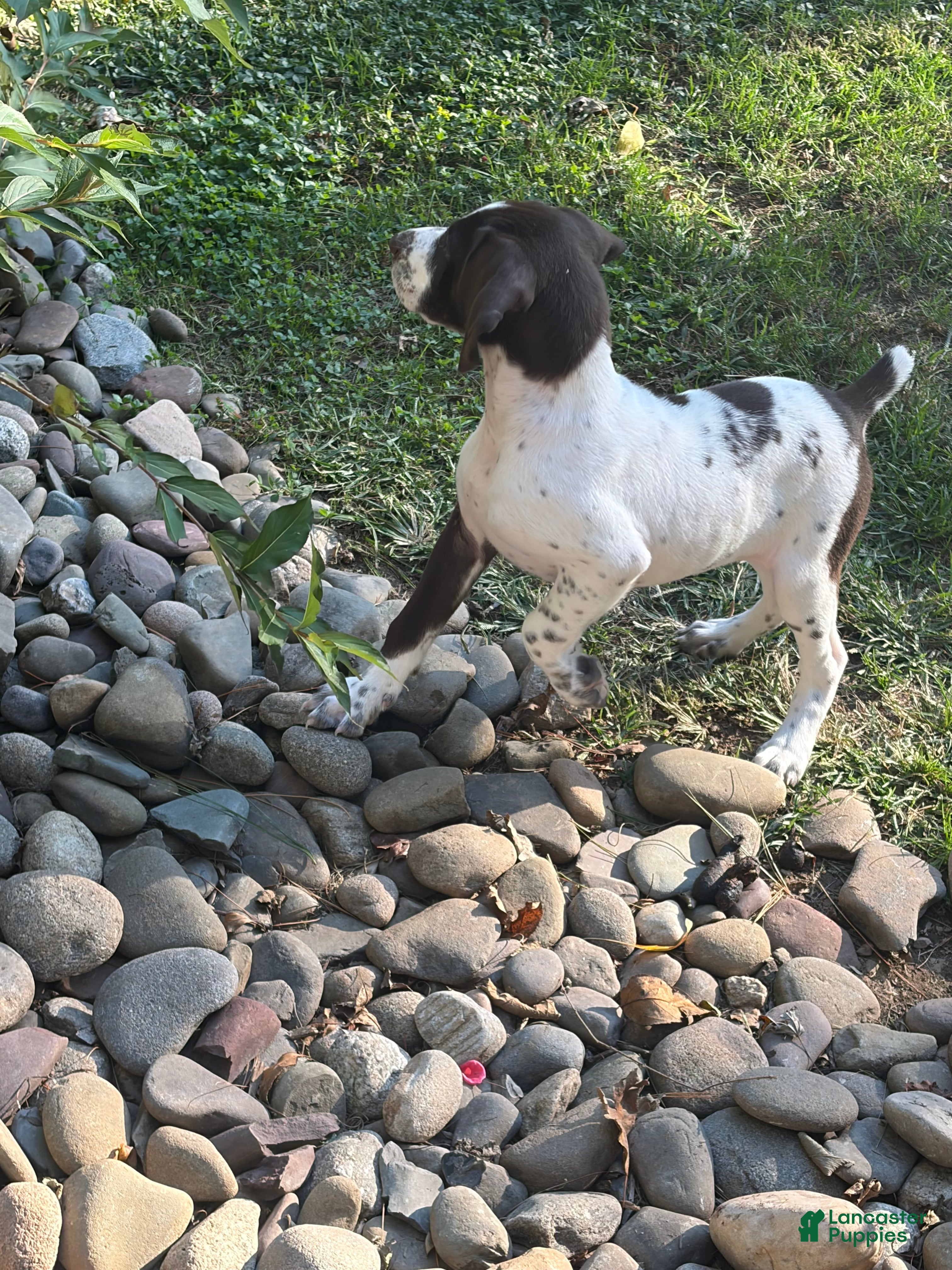 German Shorthaired Pointer dogs Gabby  - Ad 2