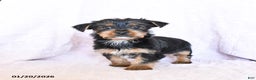 Yorkshire Terrier dogs for sale: Oliver - Ad 3