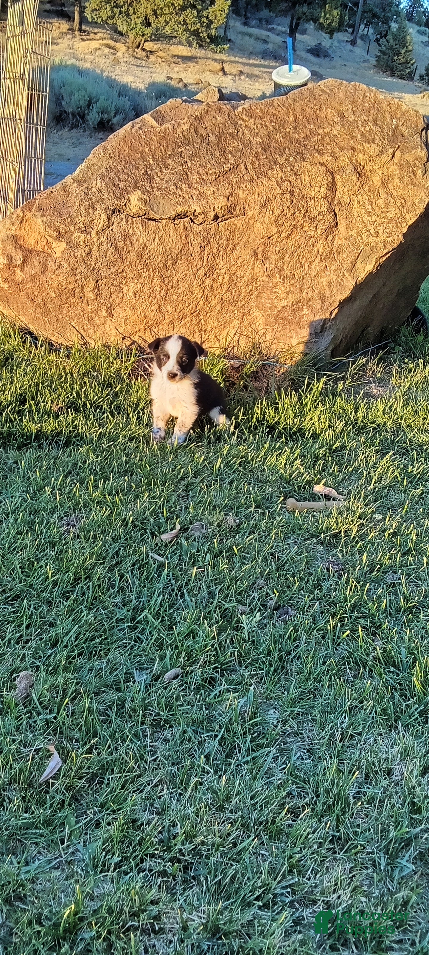 Mixed Breed dogs Mixed Breed 4 - Ad 3