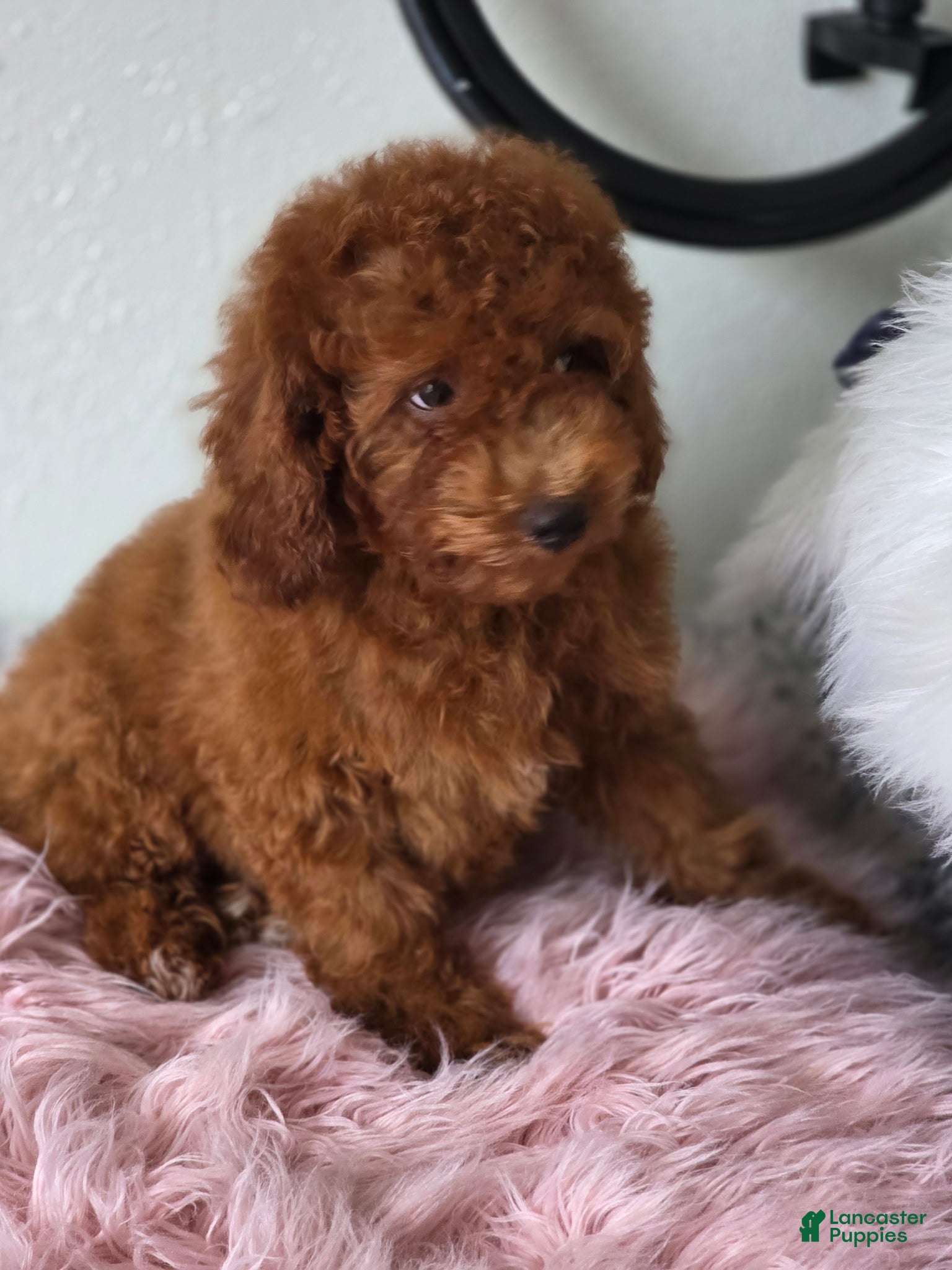 Toy Poodle dogs Boy 1 - Ad 1