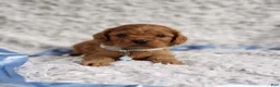 Cavapoo dogs for sale: Reuben  - Ad 5