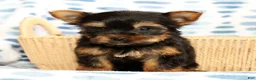 Yorkshire Terrier dogs for sale: Teddy - Ad 2