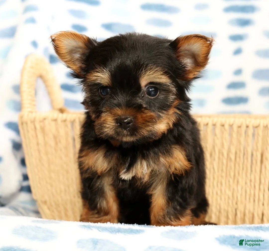 Yorkshire Terrier dogs for sale: Teddy - Ad 2