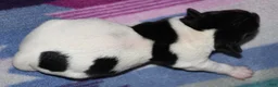 Rat Terrier dogs for sale: Bombay - Ad 4