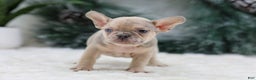 French Bulldog dogs for sale: Fargo - Ad 3