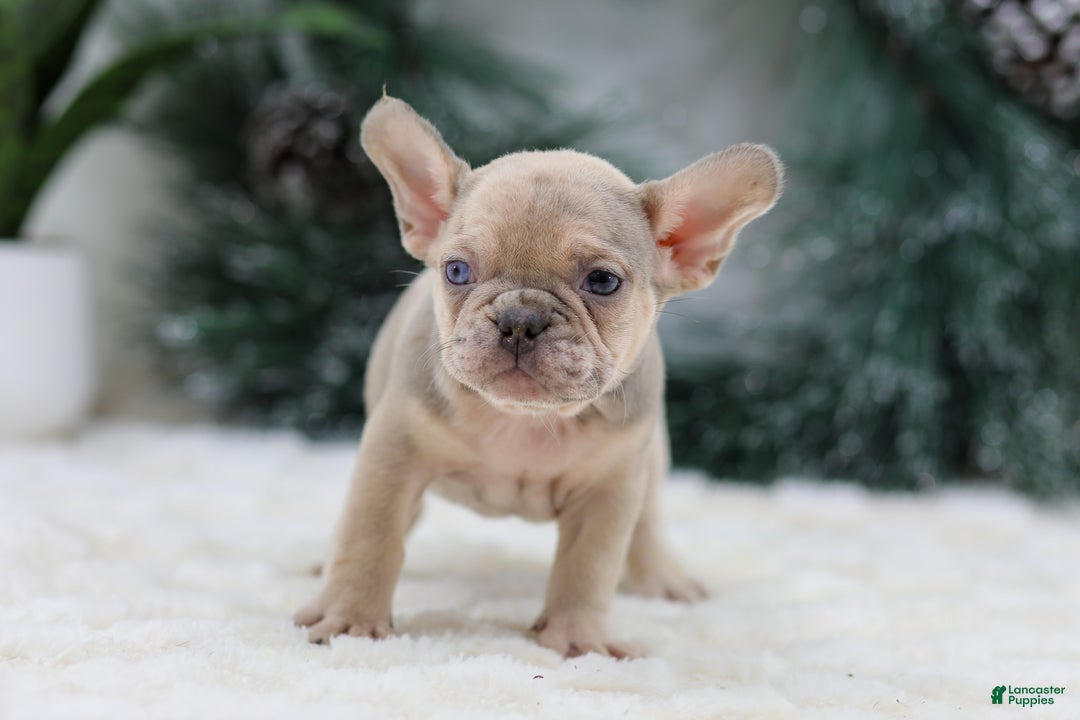 French Bulldog dogs for sale: Fargo - Ad 3