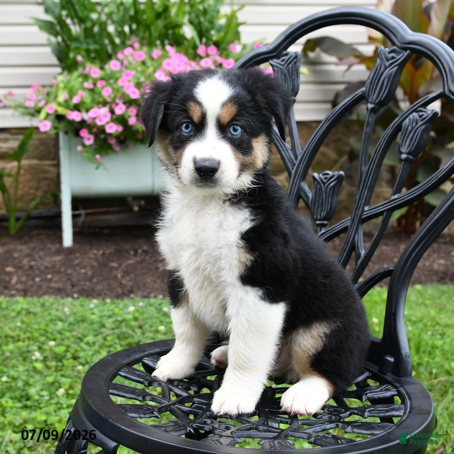 Miniature Australian Shepherd dogs Hudson - Ad 2