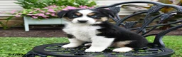 Miniature Australian Shepherd dogs for sale: Hudson - Ad 2