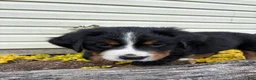 Bernese Mountain Dog dogs for sale: Sash - Ad 2