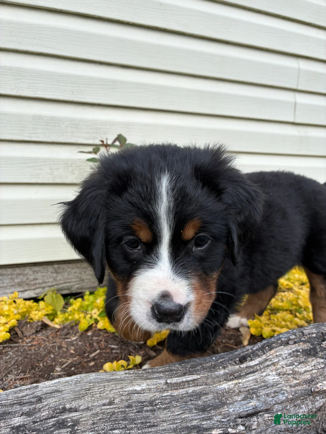 Bernese Mountain Dog dogs for sale: Sash - Ad 2