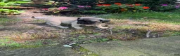 Frug dogs for sale: Frug 1 - Ad 9