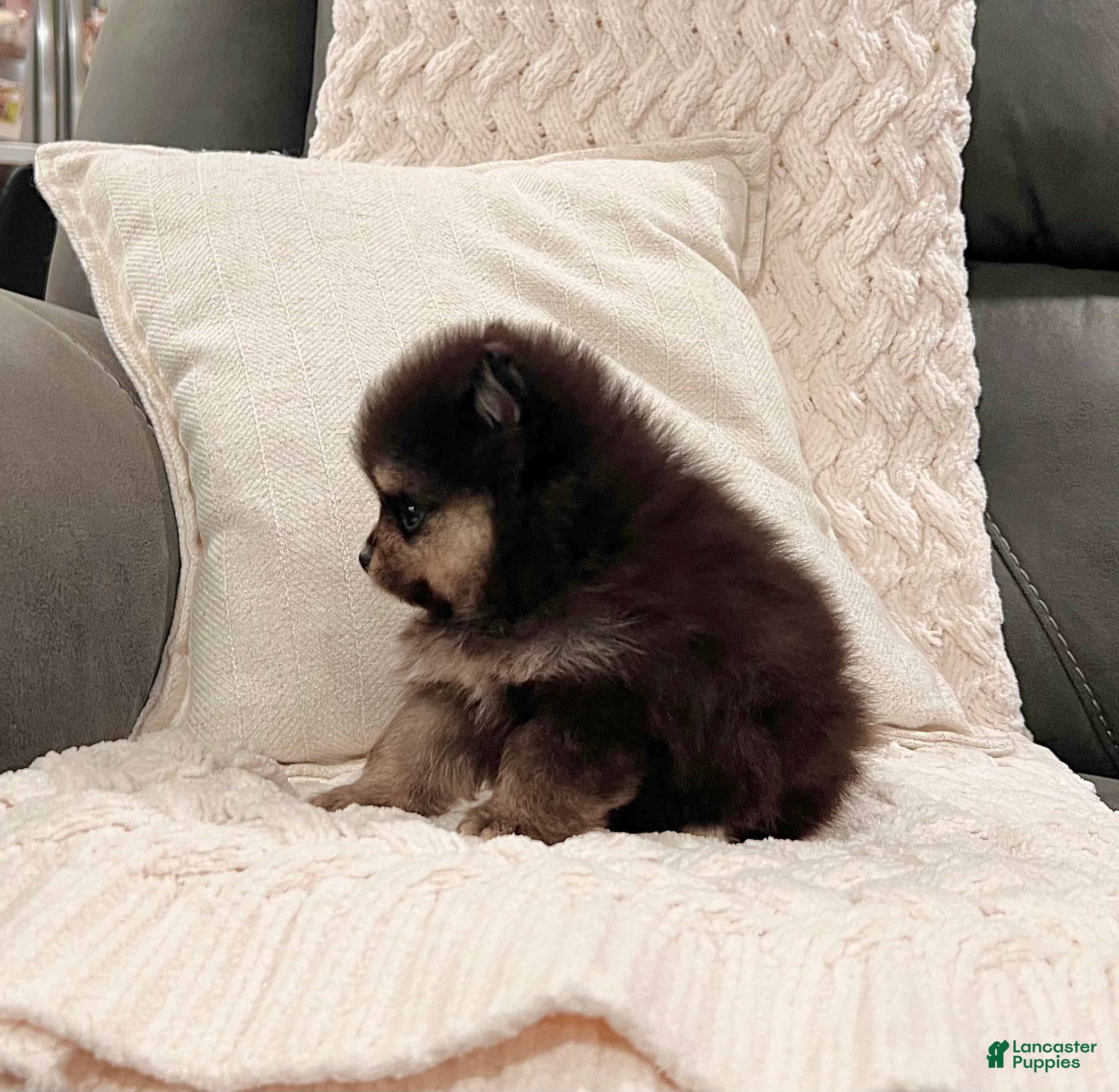 Pomeranian dogs Mickeye - Ad 2