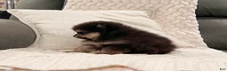 Pomeranian dogs for sale: Mickeye - Ad 2