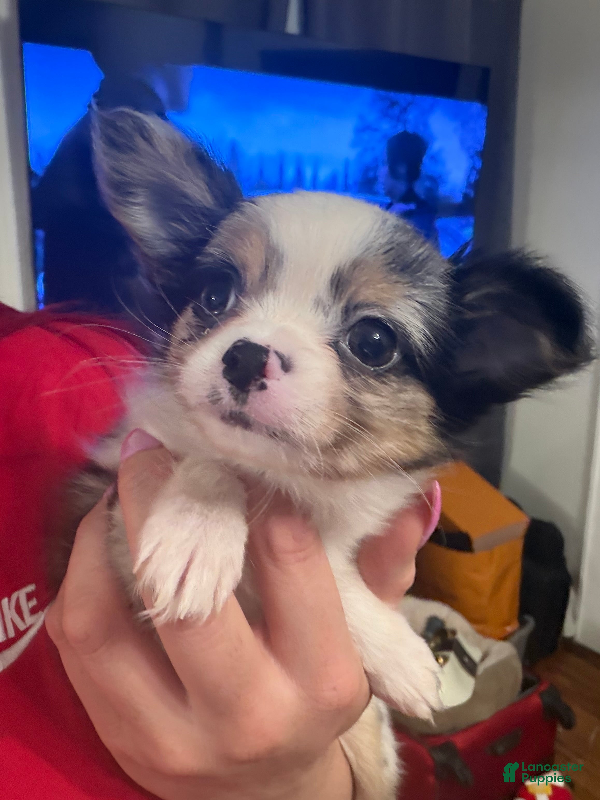 Chihuahua dogs Ozzie  - Ad 1