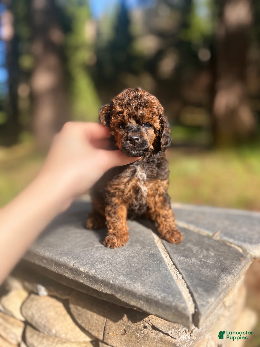 Toy Poodle dogs for sale: Toy Poodle 1 - Ad 1
