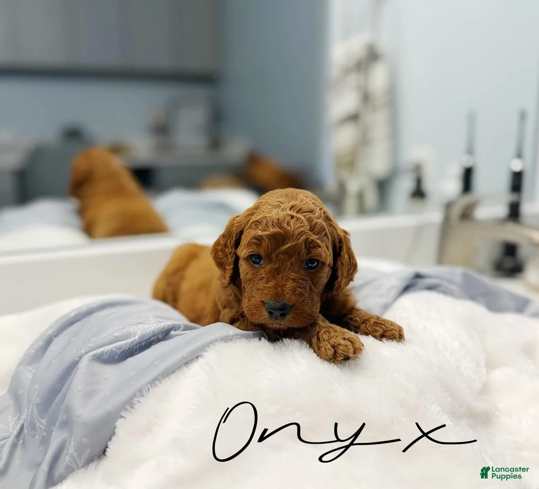 Mini Goldendoodle dogs for sale: Onyx - Ad 1