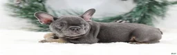 French Bulldog dogs for sale: Champ - Ad 5