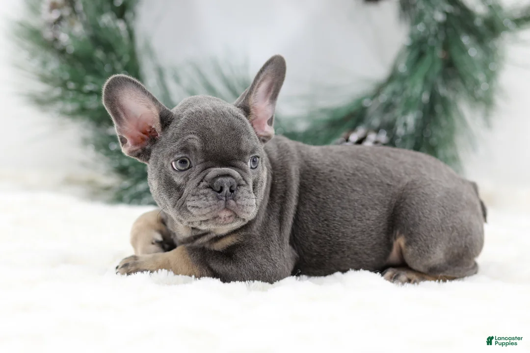 French Bulldog dogs for sale: Champ - Ad 5