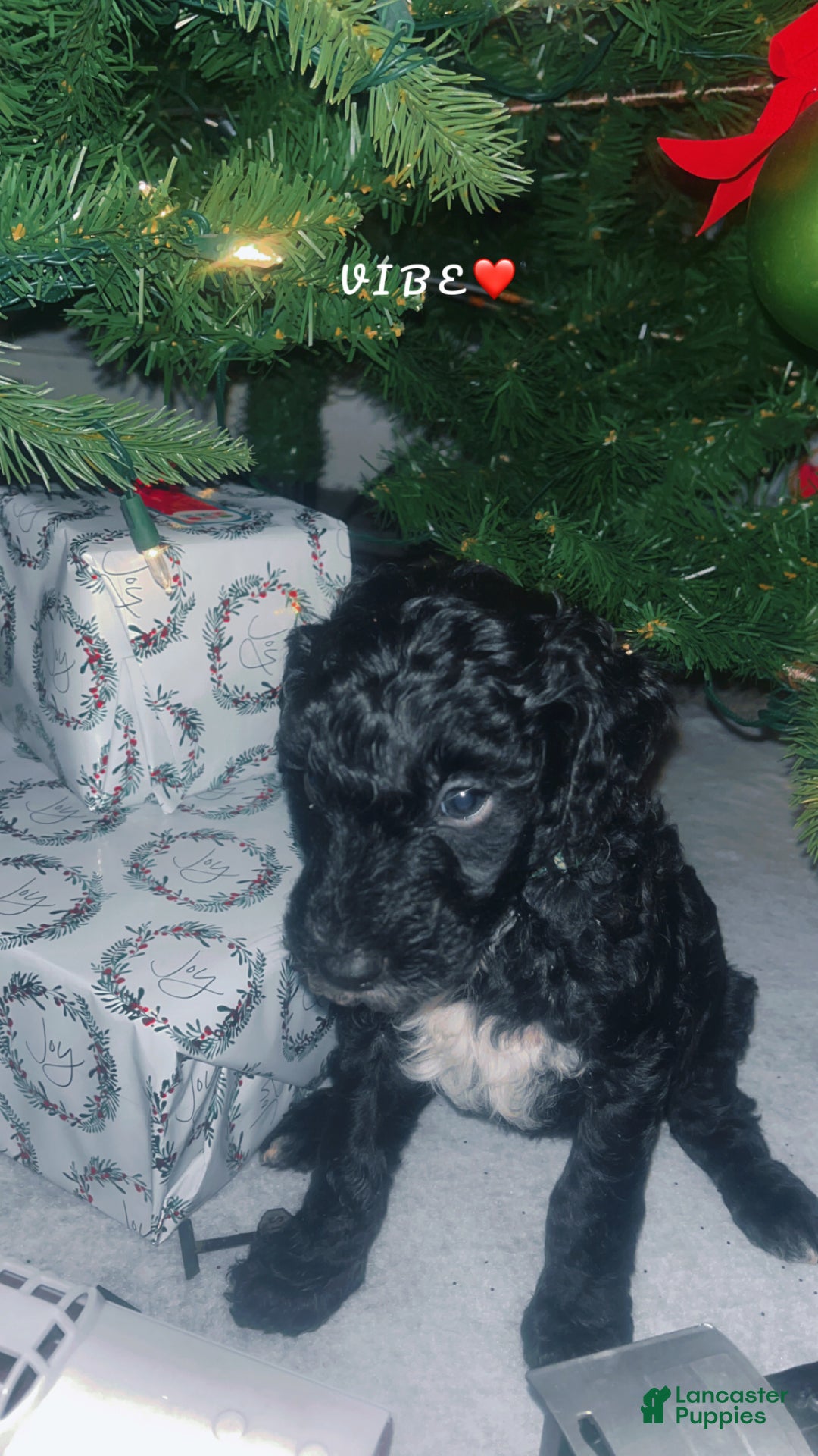 Mini Bernedoodle dogs for sale: Mini Bernedoodle Puppy 4 - Ad 1