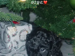 Mini Bernedoodle dogs Mini Bernedoodle Puppy 4 - Ad 12