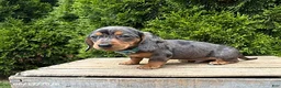 Dachshund dogs for sale: Sullivan - Ad 3
