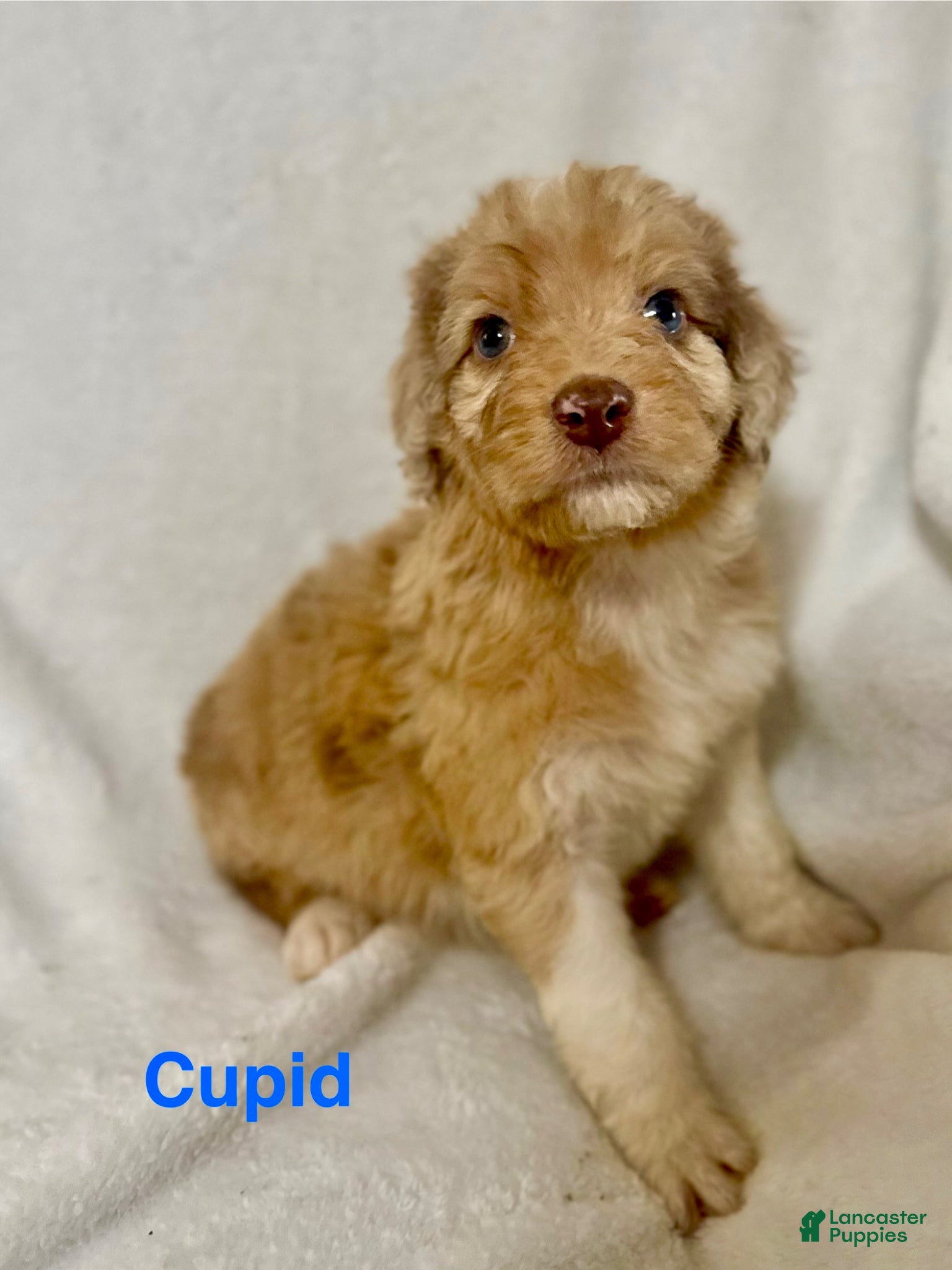 Aussiedoodle dogs Cupid - Ad 1