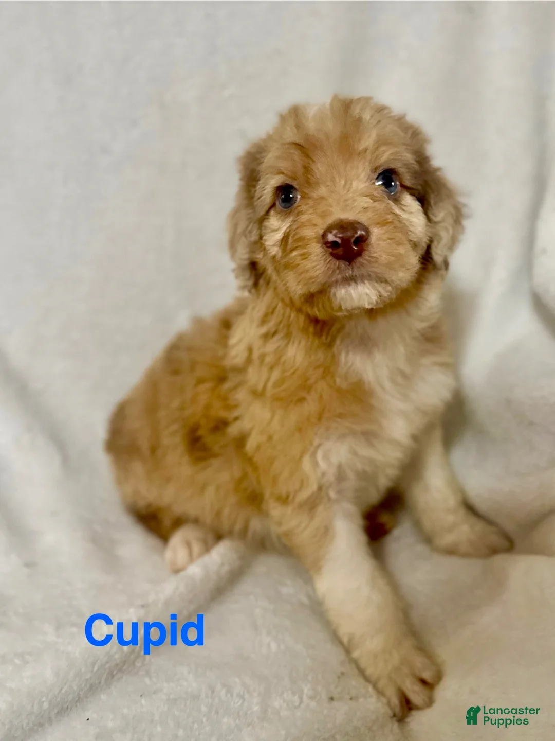 Aussiedoodle dogs for sale: Cupid - Ad 1
