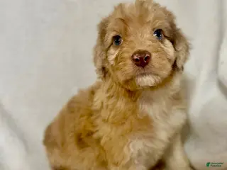Aussiedoodle dogs for sale: Cupid - Ad 2