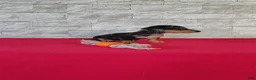 Miniature Dachshund dogs for sale: Titus - Ad 3