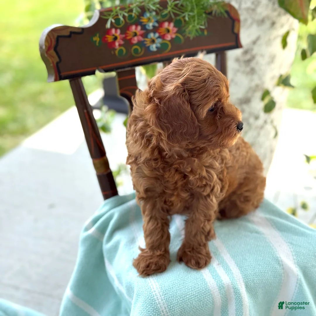 Miniature Poodle dogs for sale: Tangerine - Ad 2