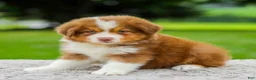 Miniature Australian Shepherd dogs for sale: Coby - Ad 3