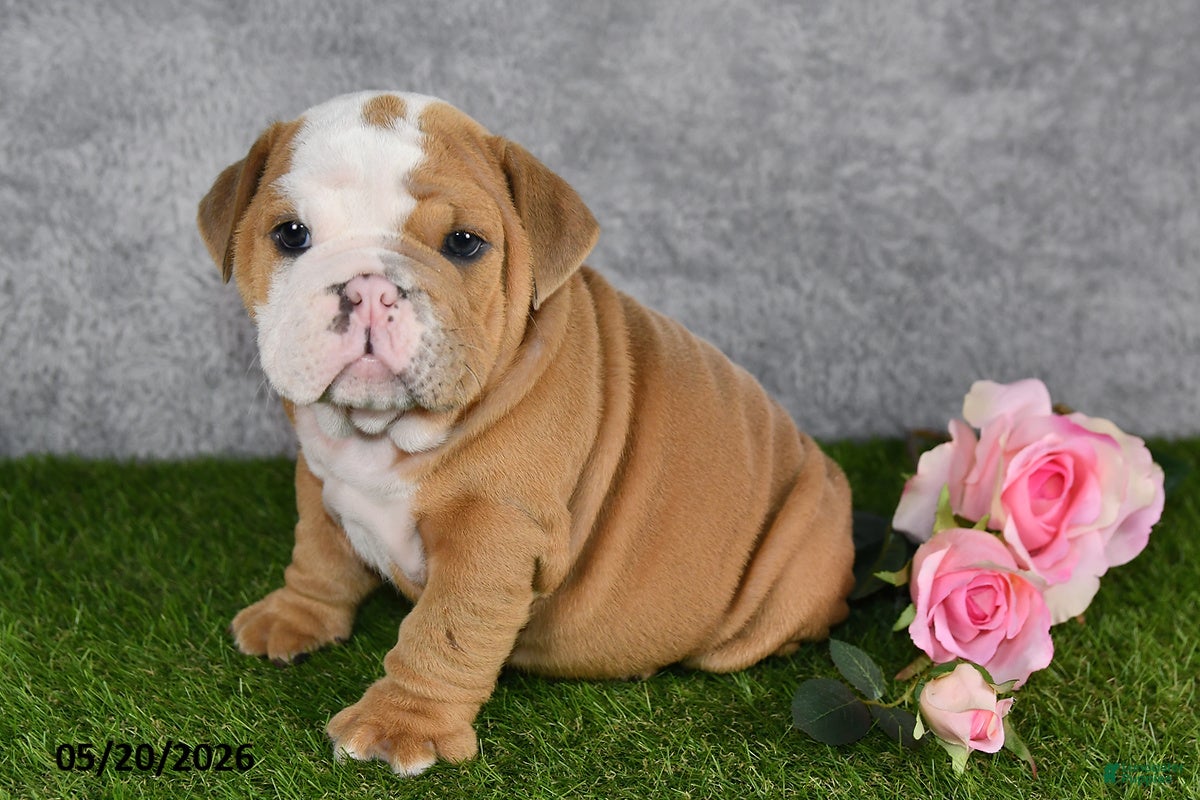 English Bulldog dogs Jimbo - Ad 2