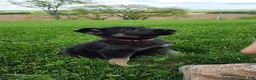 German Shepherd dogs for sale: Ivy - Ad 1